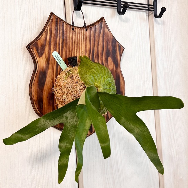 ビカクシダ ホーンズサプライズ 着生板大サイズ 板付 【観葉植物 室内 コウモリラン】