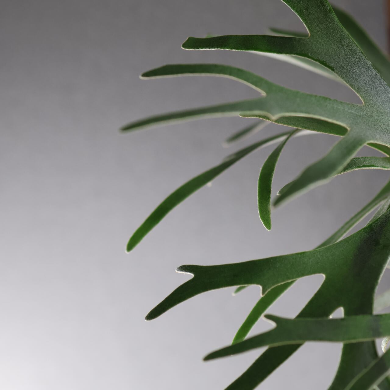 632『P.willinckii bacteria sporeling』観葉植物【送料無料】 | MARX