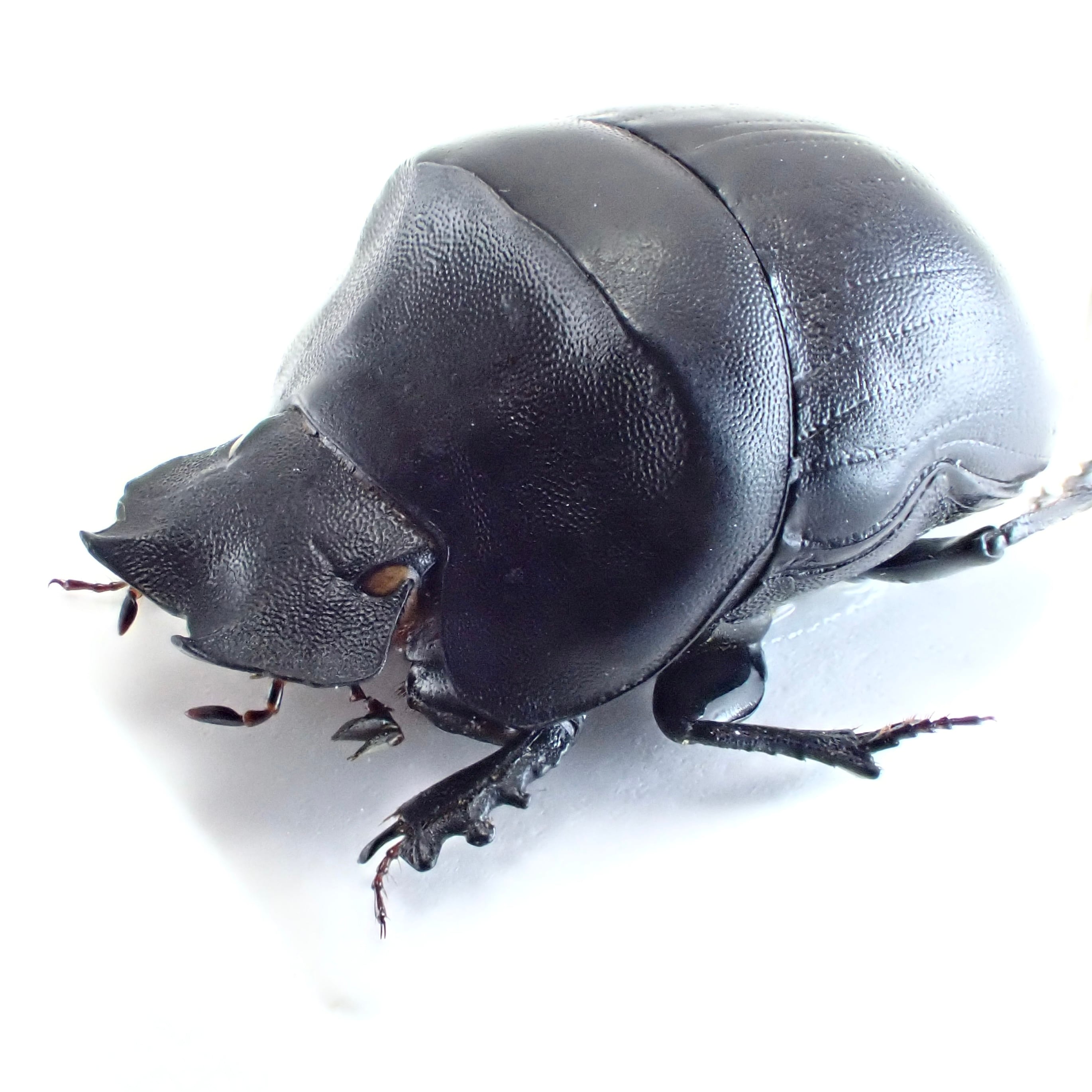 南アフリカ産 Coptorhina klugi ♂ 16mm | 昆虫標本 Diggers & Rollers