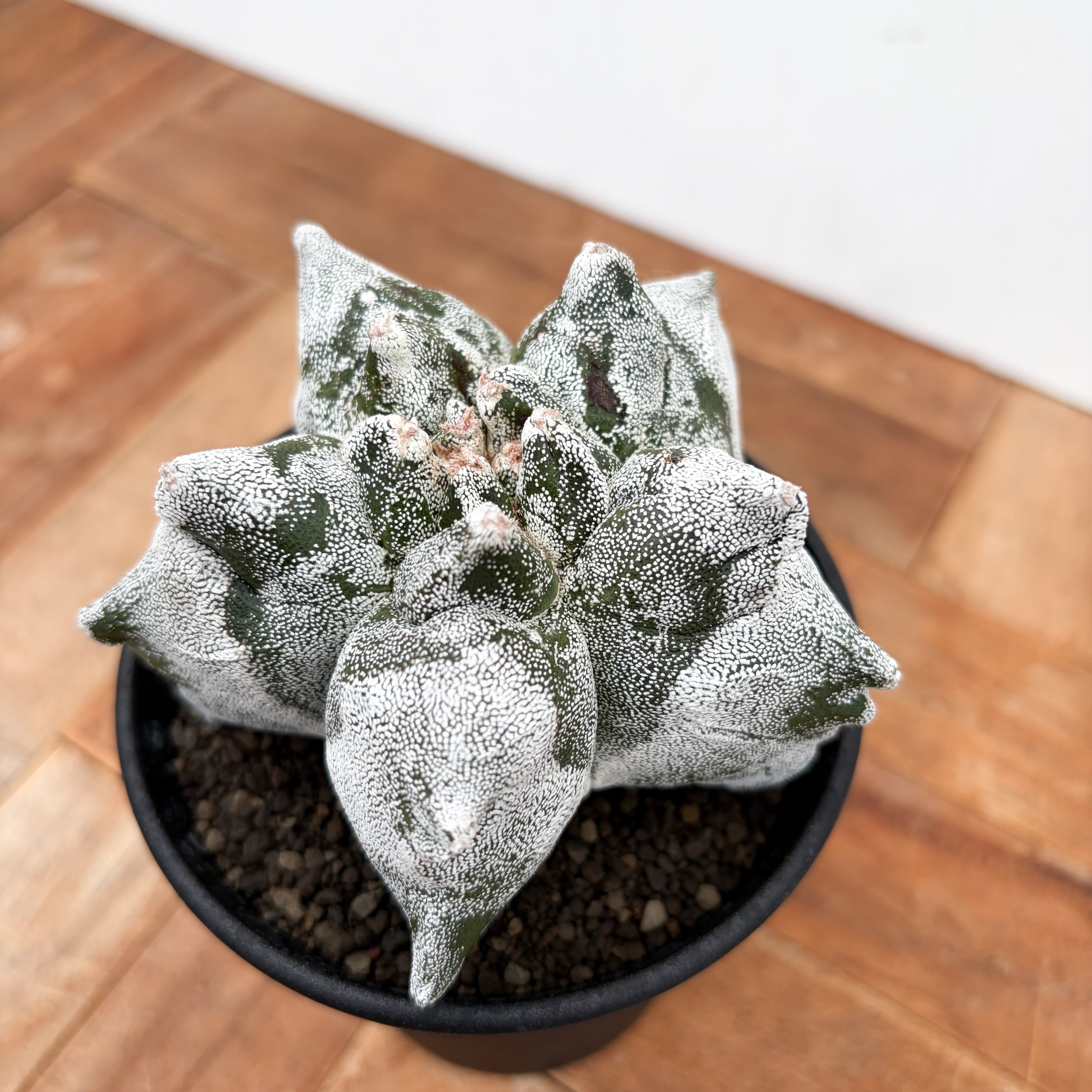 Astrophytum myriostigma【アストロフィツム・亀甲ランポー】 | RIMO'S