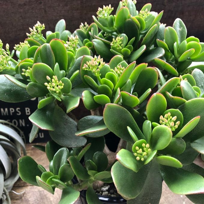 アボガドの木 黄金花月 金のなる木 多肉植物 観葉植物 鉢付き