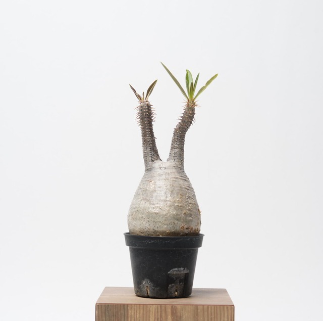 パキポディウム グラキリス no.2〈発根済み〉