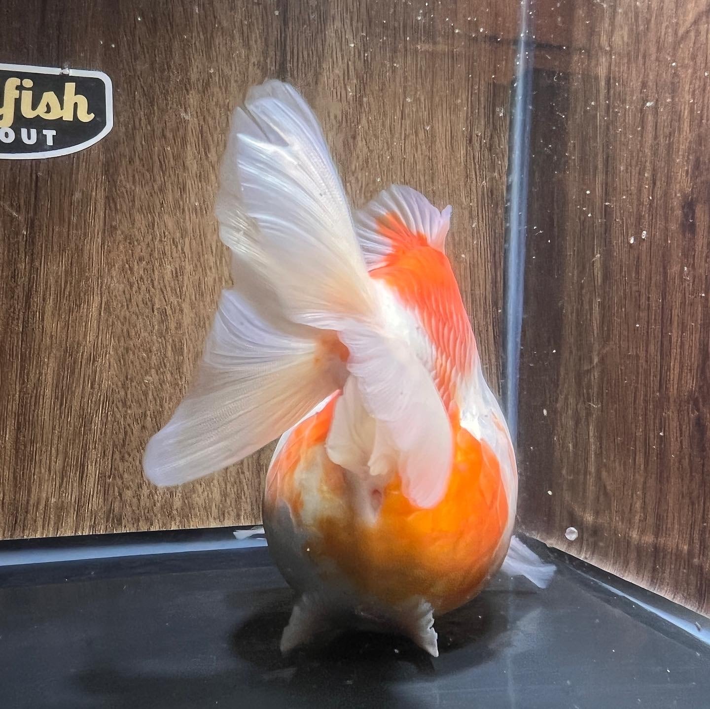 中国産 桜出目金ST 葡萄目 11cm