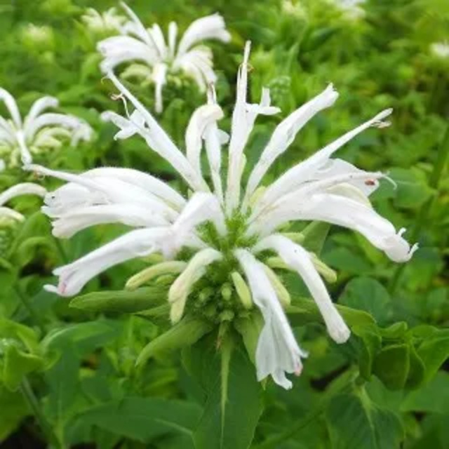 モナルダ ‘ビー ブライト’