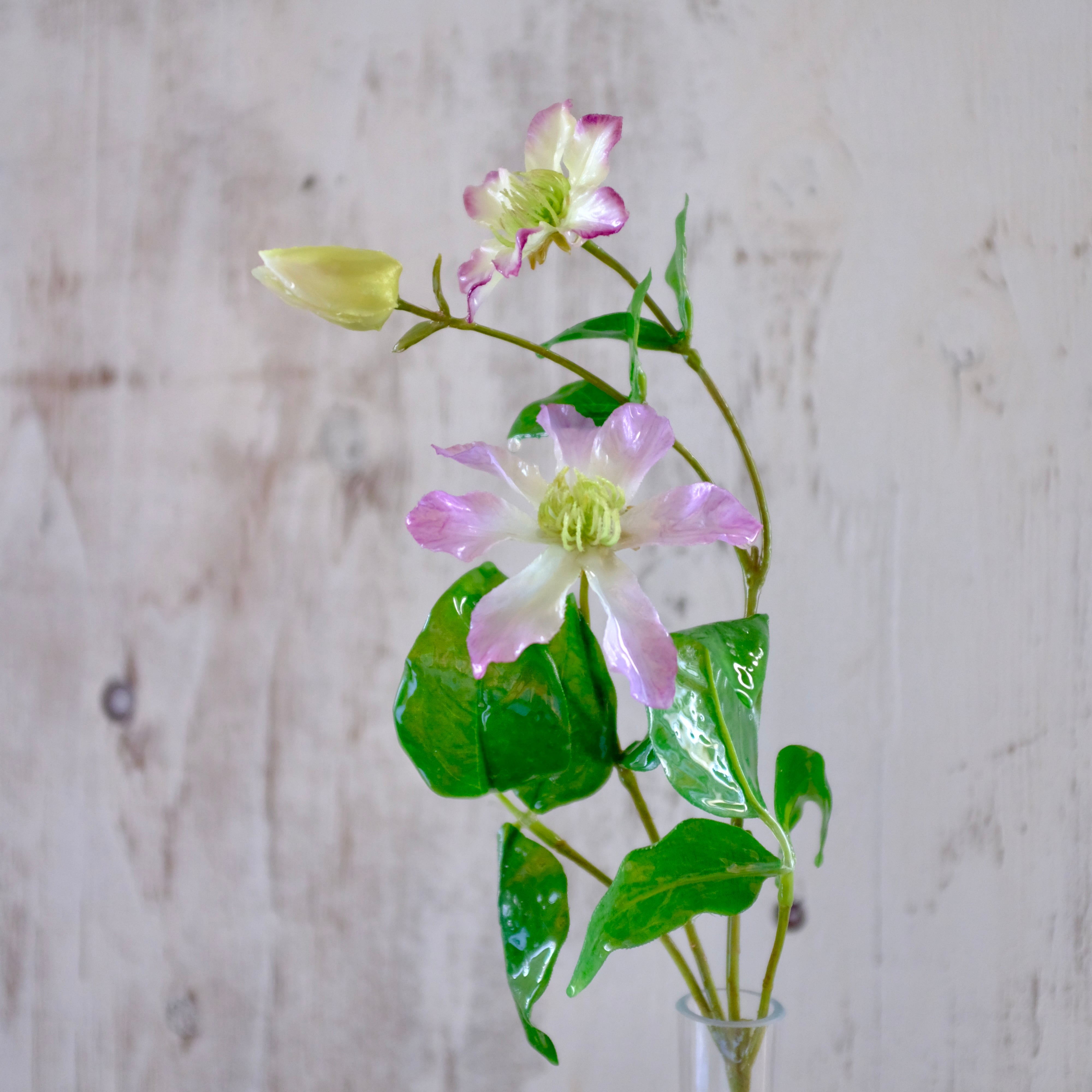 tsuyabana クレマチス ピンク | KieKa