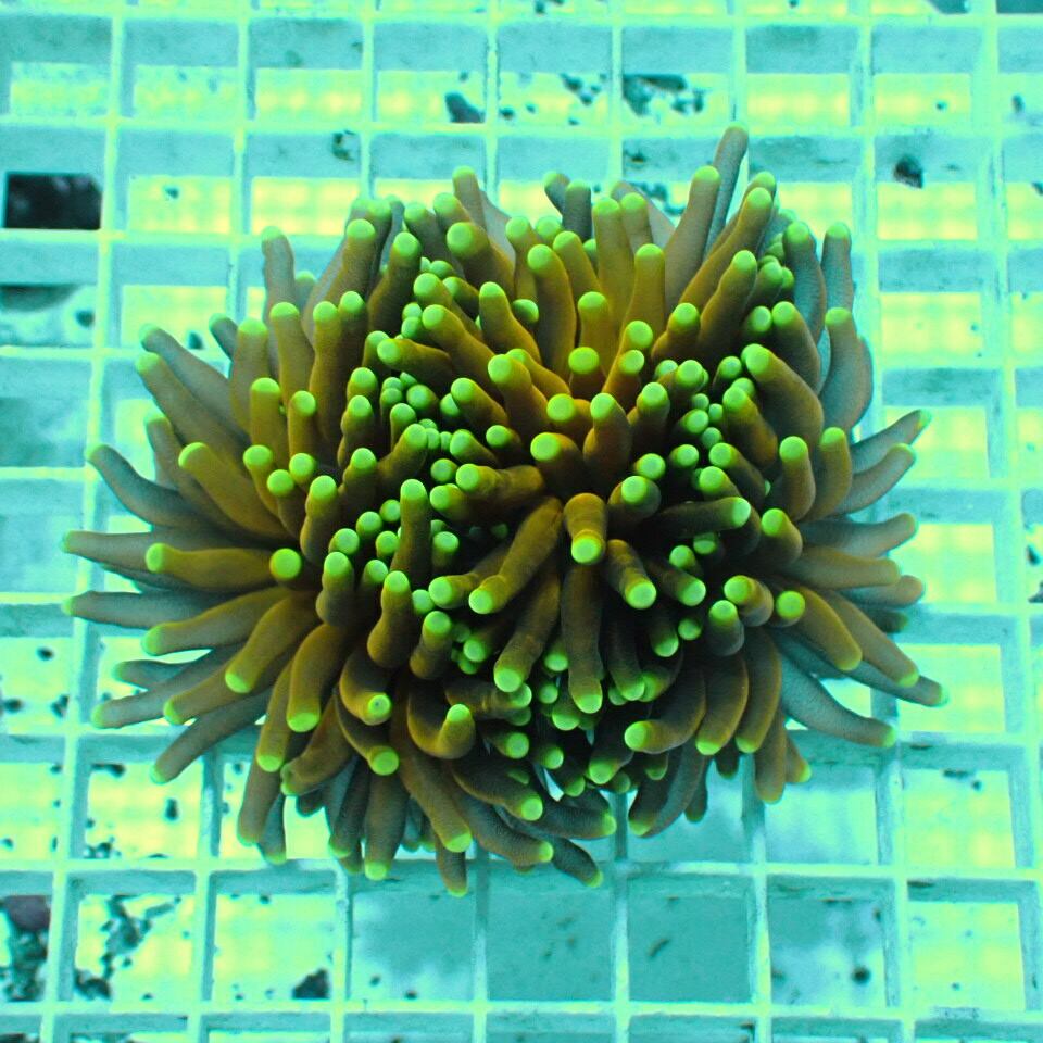 ハナサンゴ / Torch | HOUSE REEF(ハウスリーフ)サンゴ・海水魚・海藻