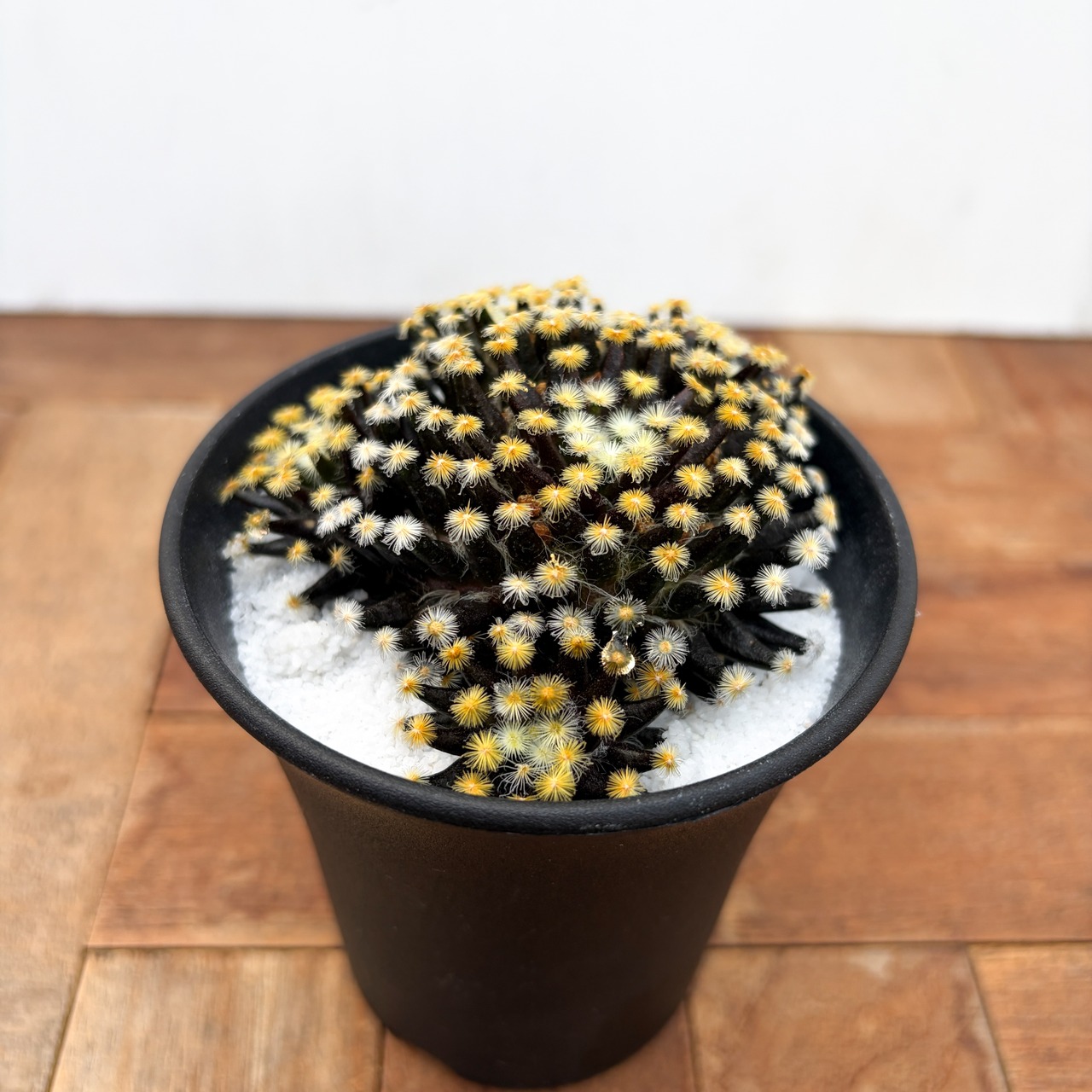 Mammillaria schiedeana【マミラリア・黒肌明星】