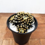 Mammillaria schiedeana【マミラリア・黒肌明星】