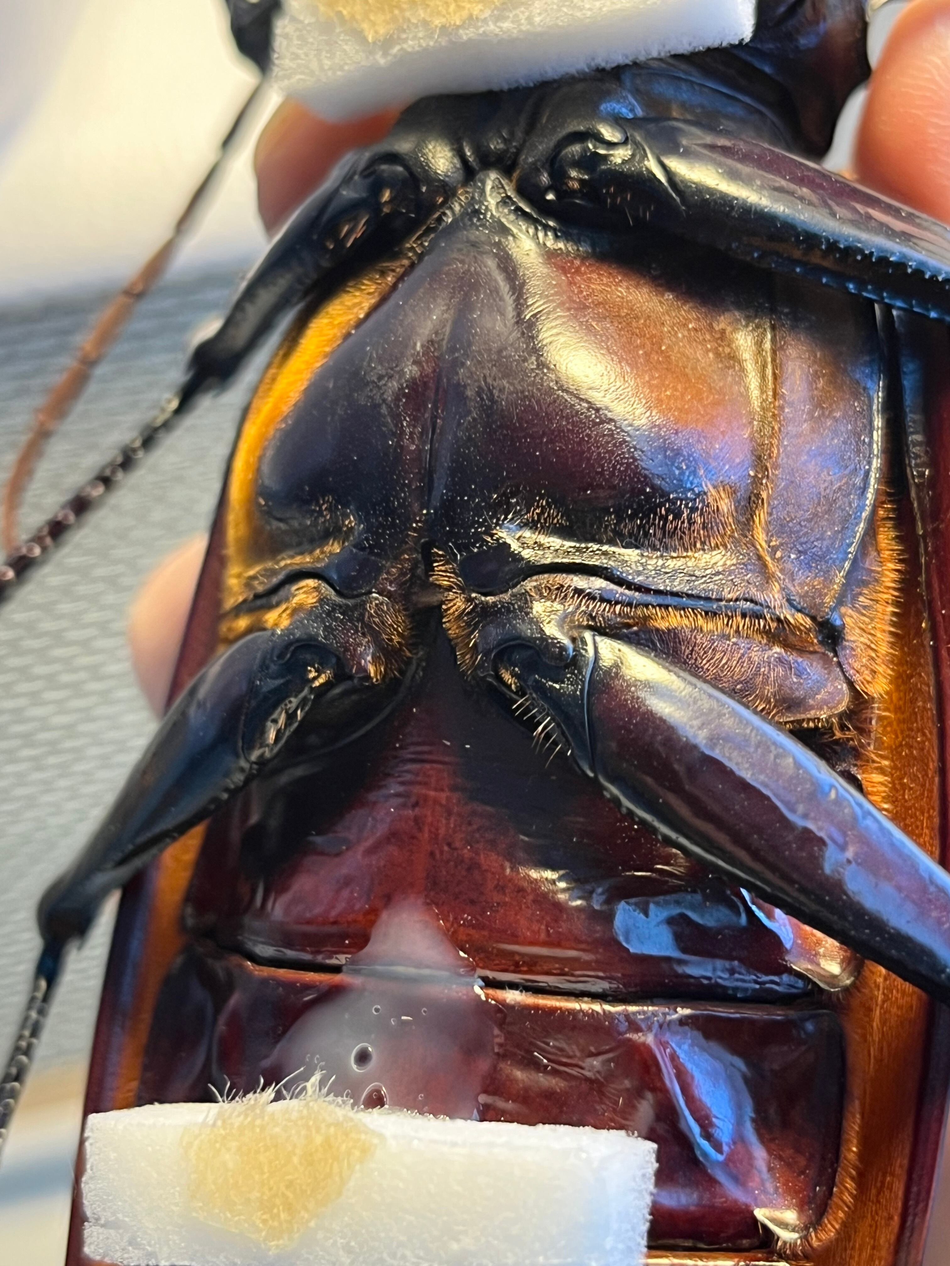 158mm】タイタンオオウスバカミキリ カブトムシクワガタハナムグリ