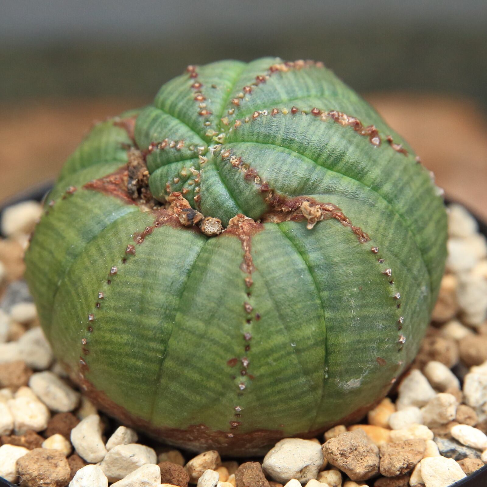 メール便対応! オベサ オス 実生 ユーフォルビア | deborahmarshlaw.com