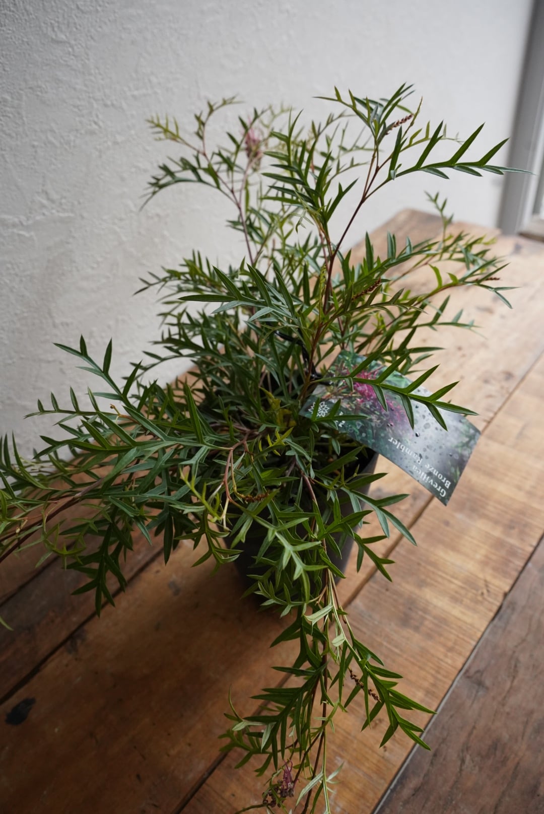 グレビレア ブロンズランバー④ | 沼ノ上農園