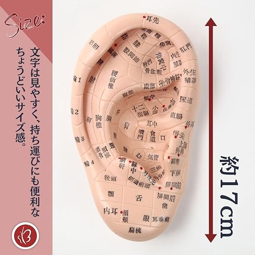 耳つぼ 位置 図 耳つぼの場所と効果を完全ガイド ツボ位置と