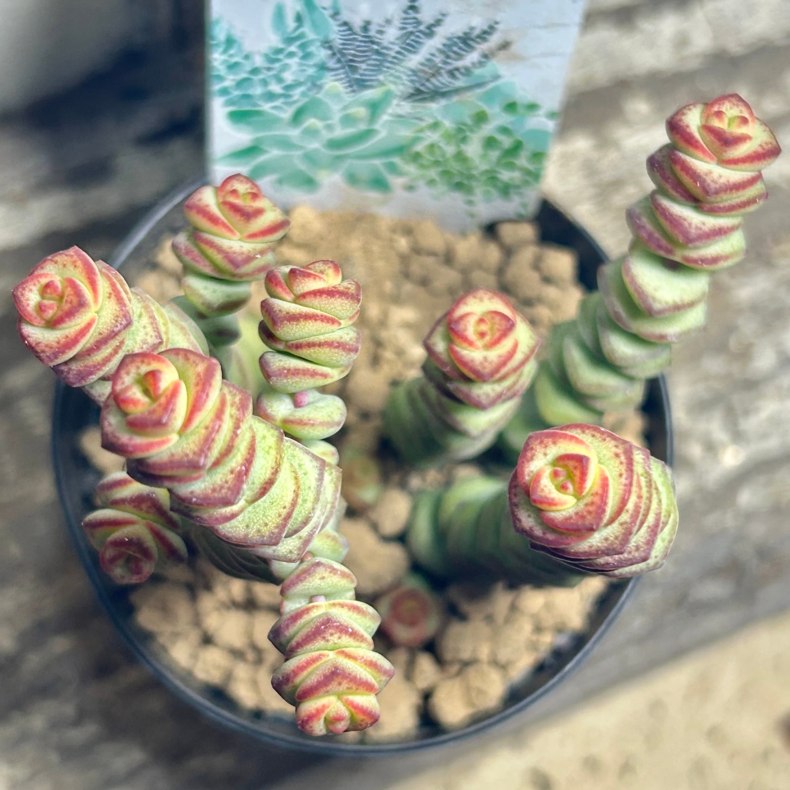 舞乙女 | RuPo 多肉植物専門店