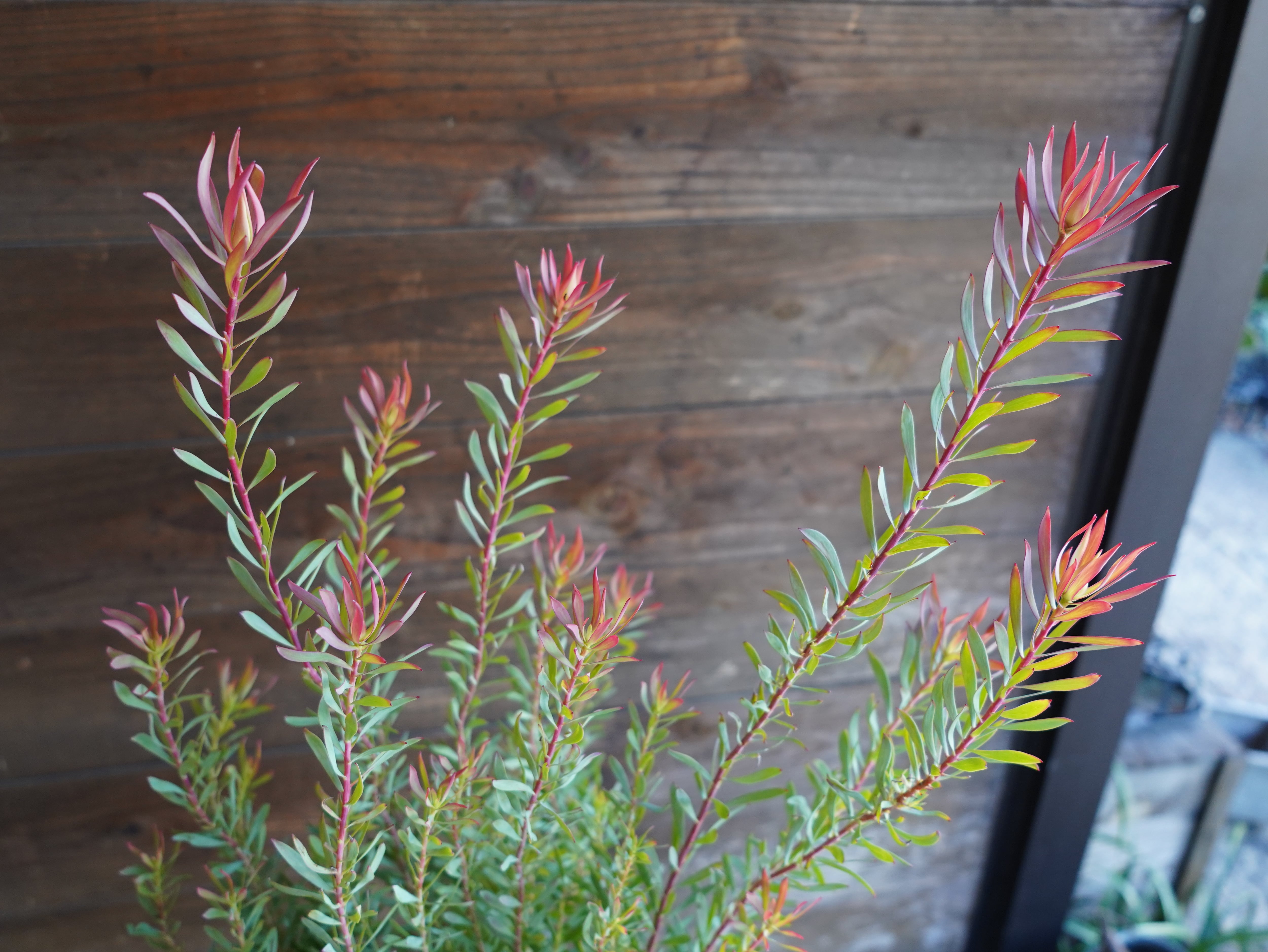 【現物】リューカデンドロン　”Harlequin”　A