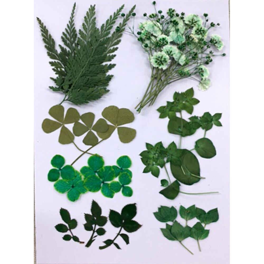 送料無料 押し花セット グリーンmix はなはなぐりゅっけ 送料無料 押し花セット グリーンmix はなはなぐりゅっけ