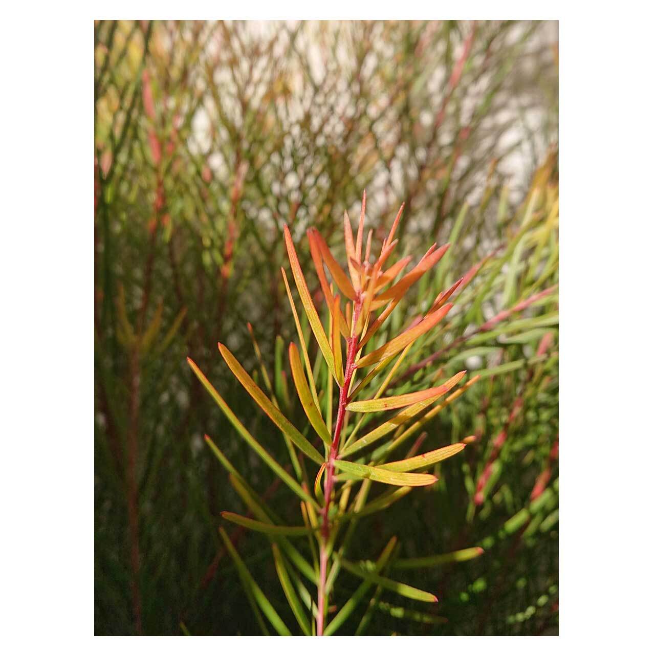 Acacia Phoenix Gold | Seeding