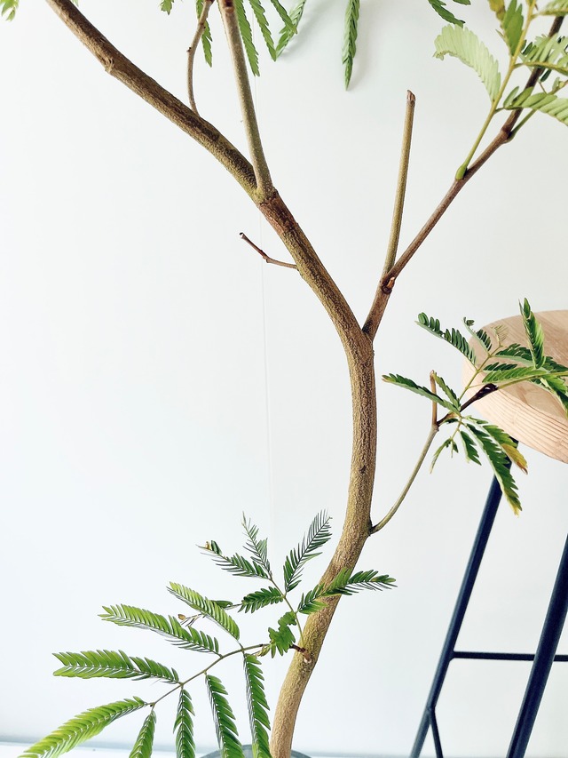 エバーフレッシュ ネムノキ 人気 観葉植物 calm cafe