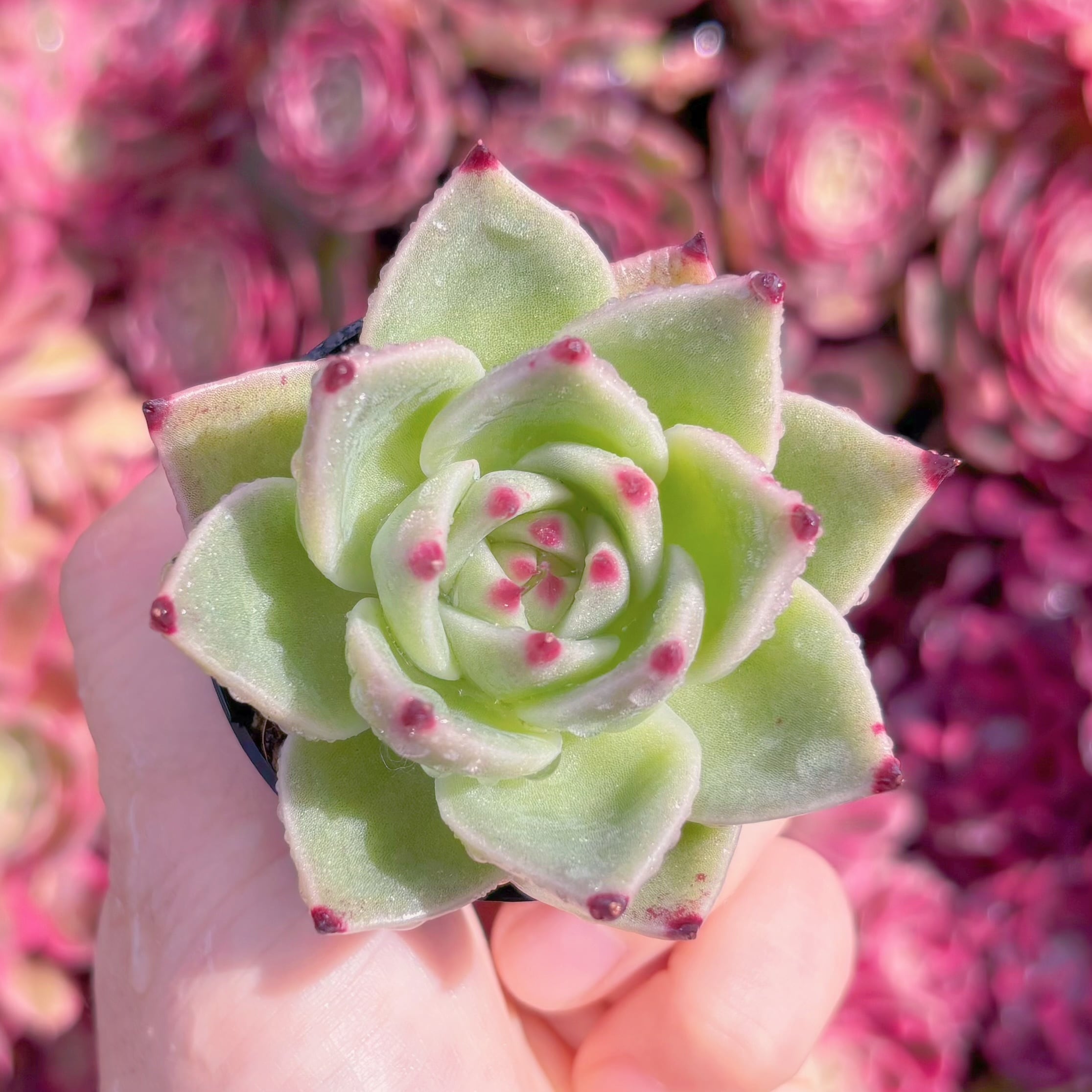 多肉植物　ブルードラゴン　新入荷　るる農園