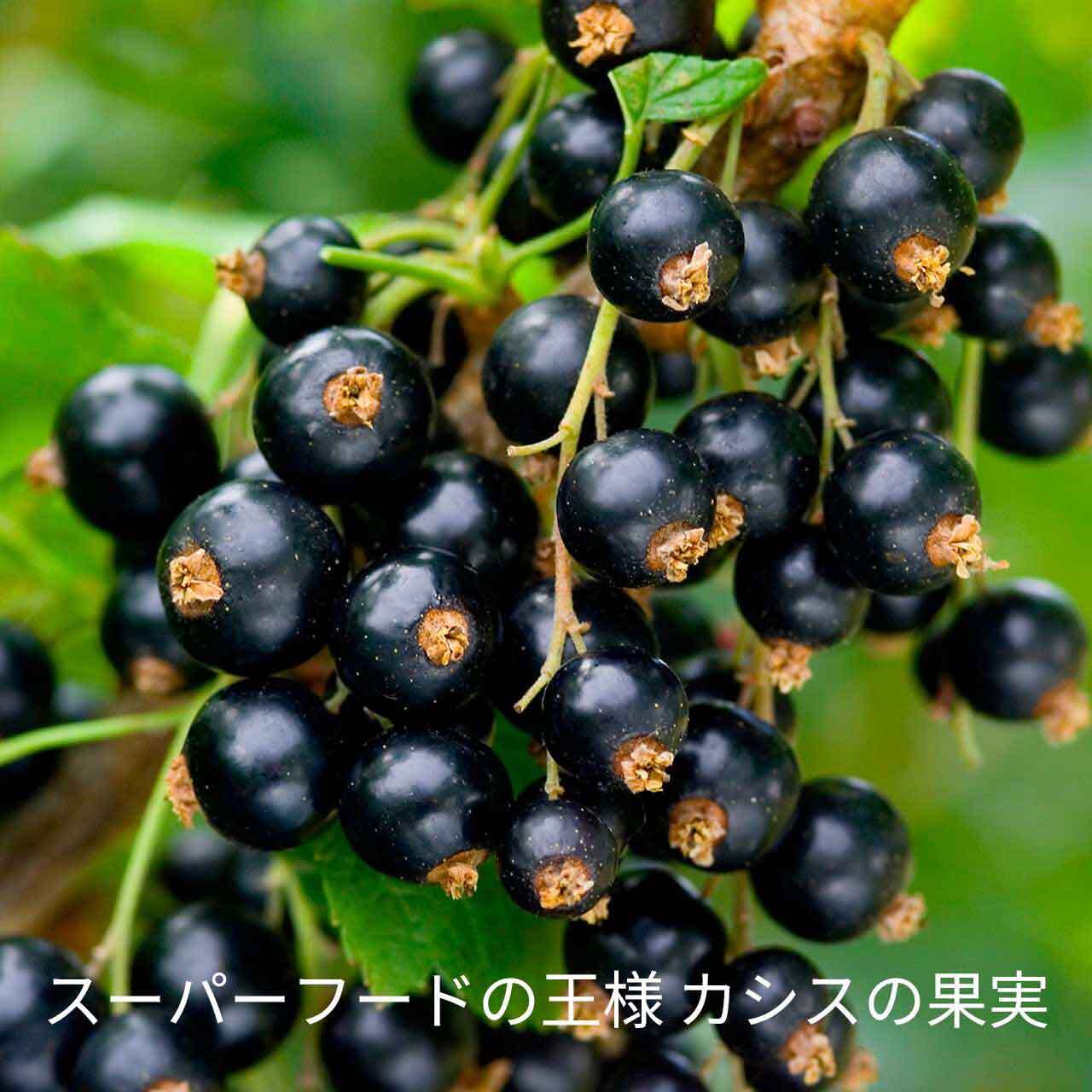 【2周年記念特別価格】NZカシスパウダー エクストラクトプラス　１袋