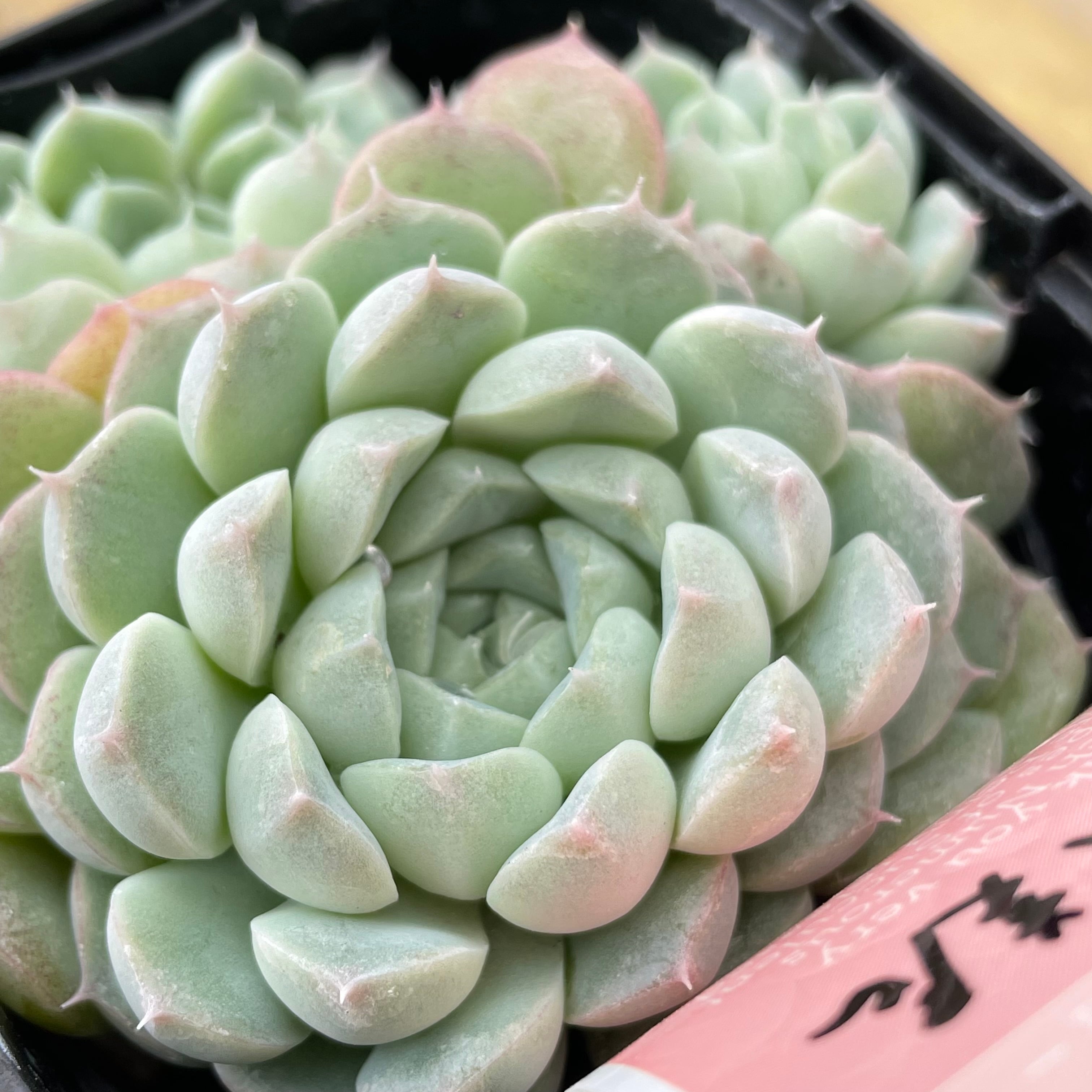 アルバ美尼群生 | RuPo 多肉植物専門店