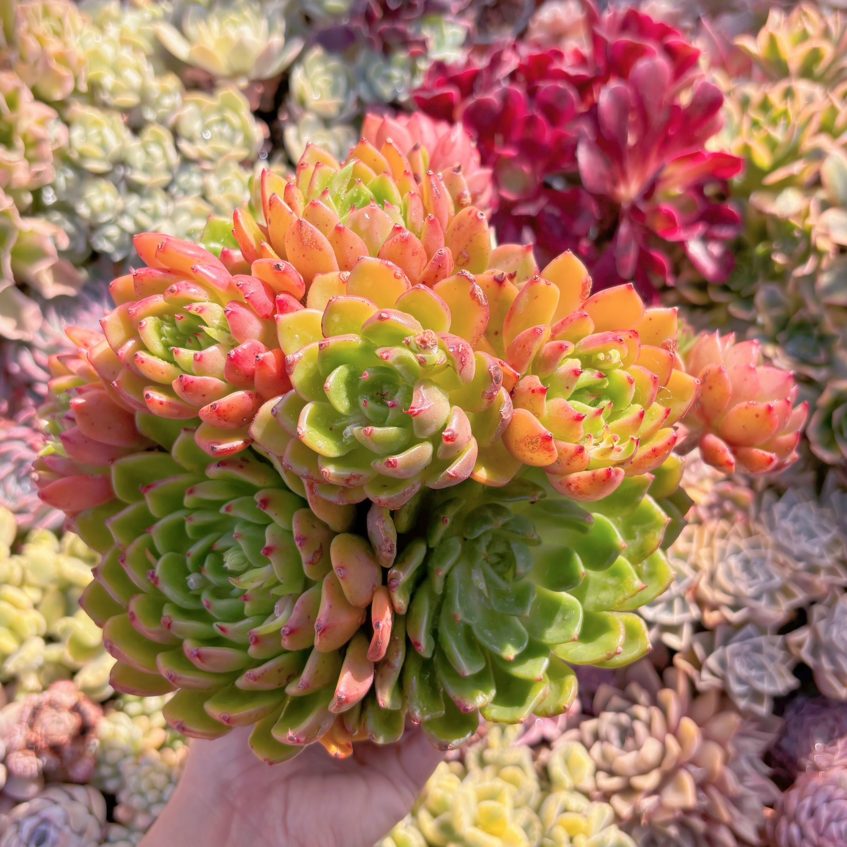 現品　新品種　油画#893　稀少　特特大群生　新入荷