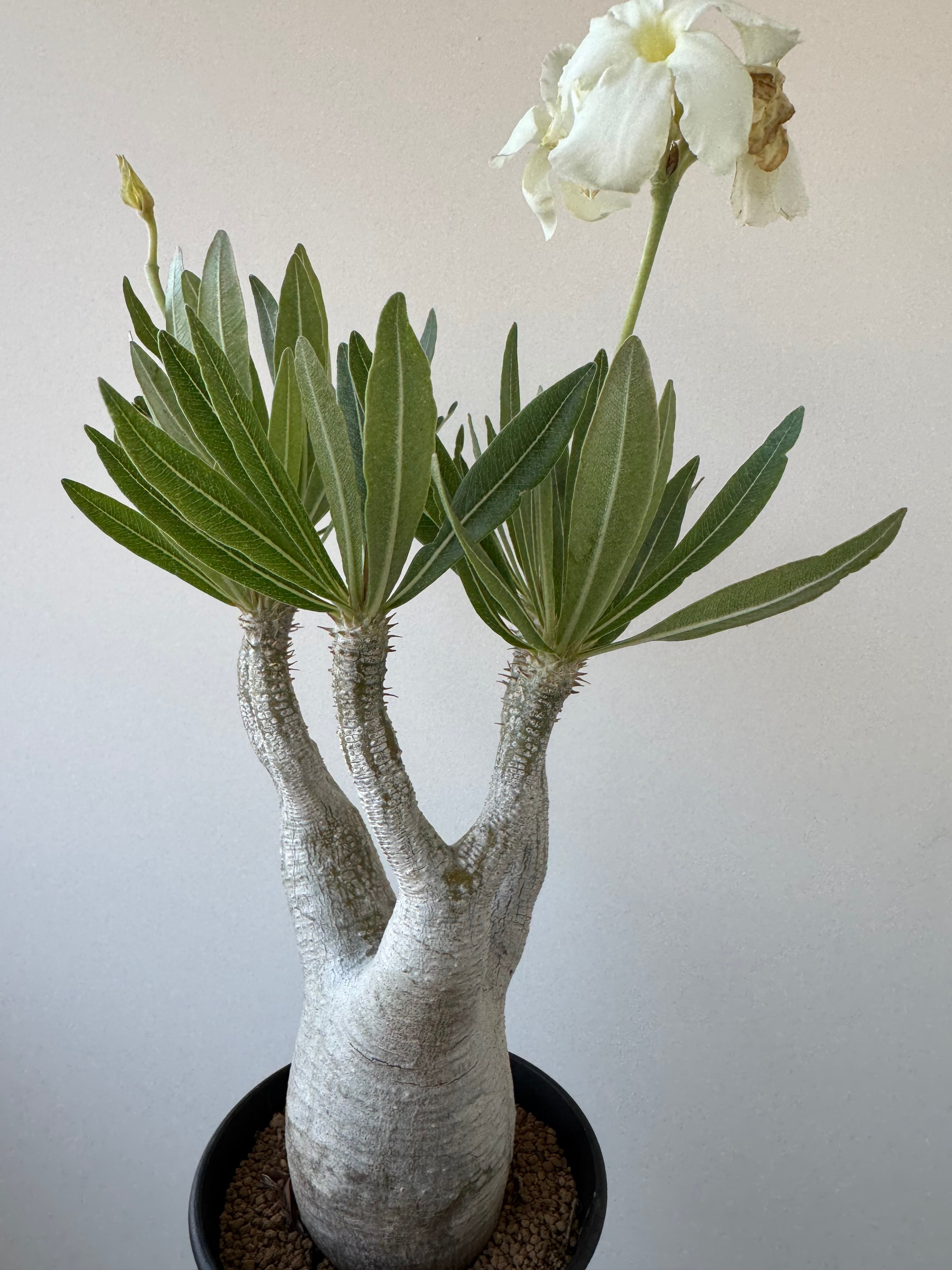 極上品】Pachypodium rosulatum var. inopinatum【白花咲かせる美しい