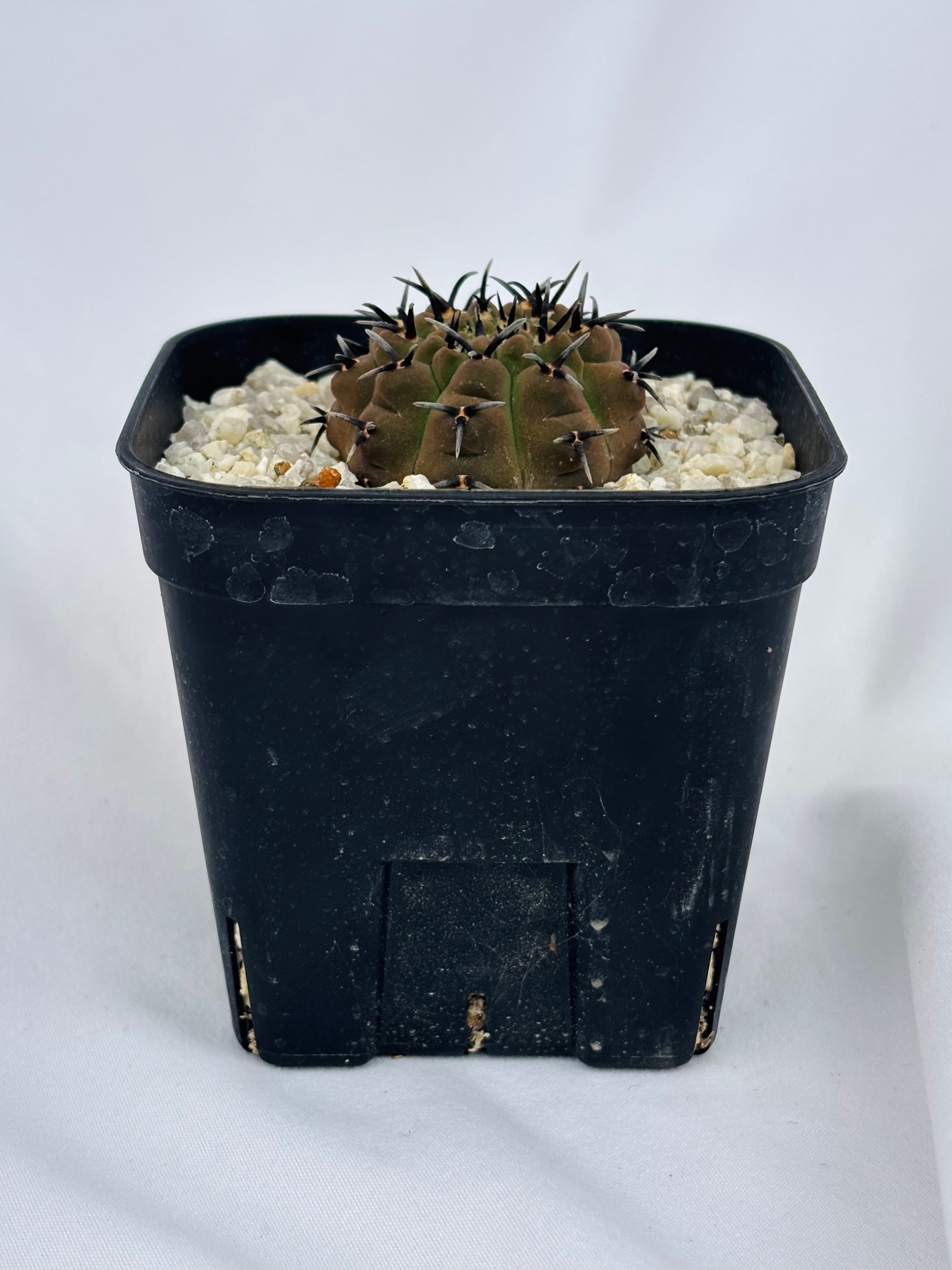 Gymnocalycium asterium ギムノカリキウム 黒刺鳳頭 サボテン | plants