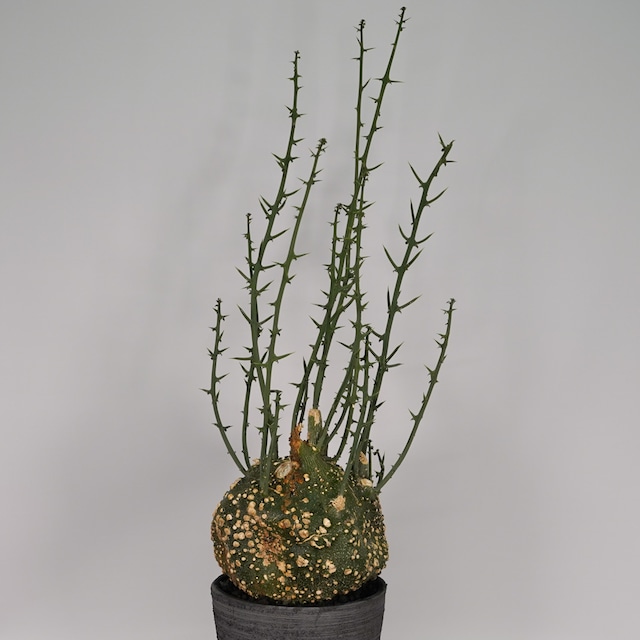 F56 アデニア グロボーサ  発根済 現地球