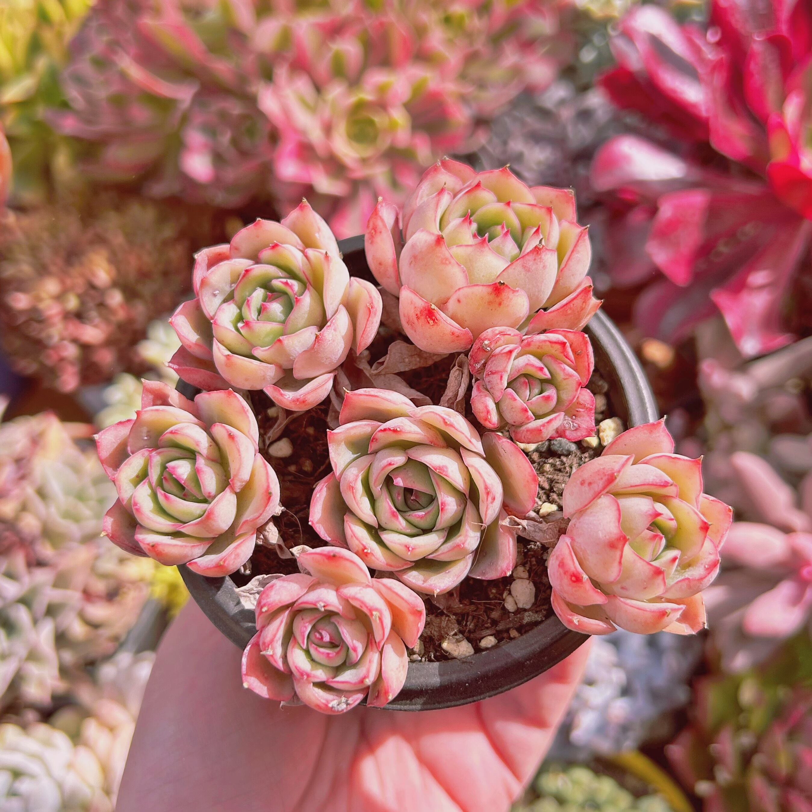 #883現物　多肉植物　オスタラリアクィーン　