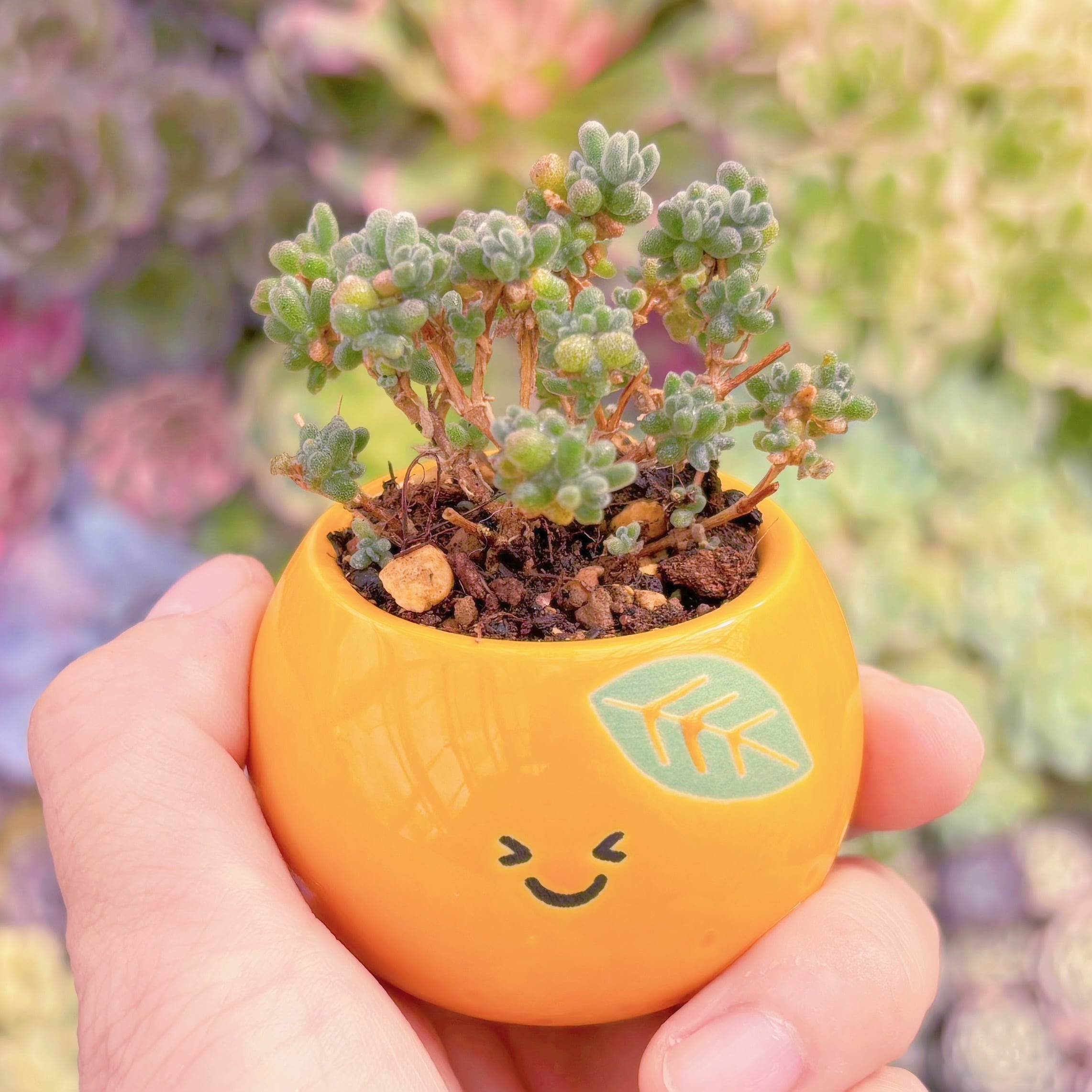 多肉植物　蜜柑　新入荷　るる農園