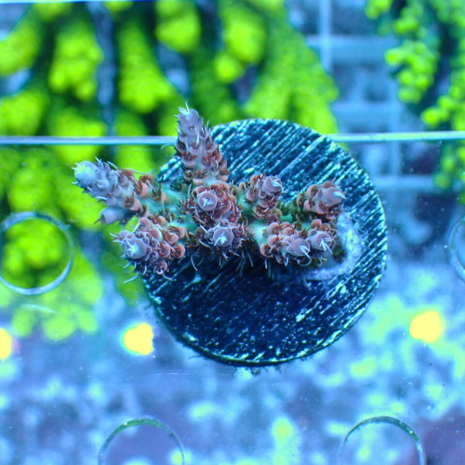 w127 Atomic Broccoli Macroalgae 紅藻 マリンプランツ 海藻・海草