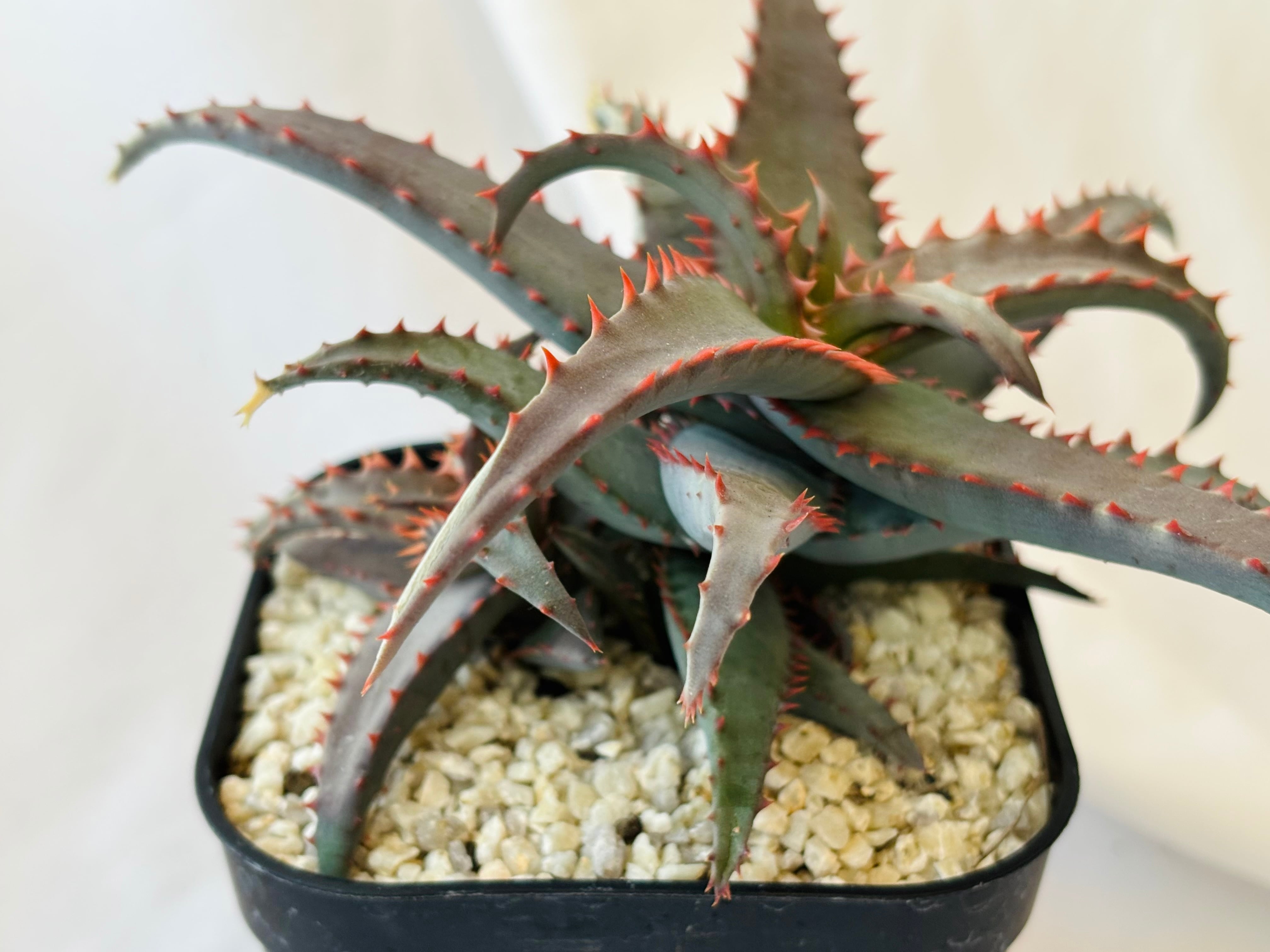 アロエ ハイブリッド“tarantula”Aloe hybrid 親株 第四種 アロエ Aloe