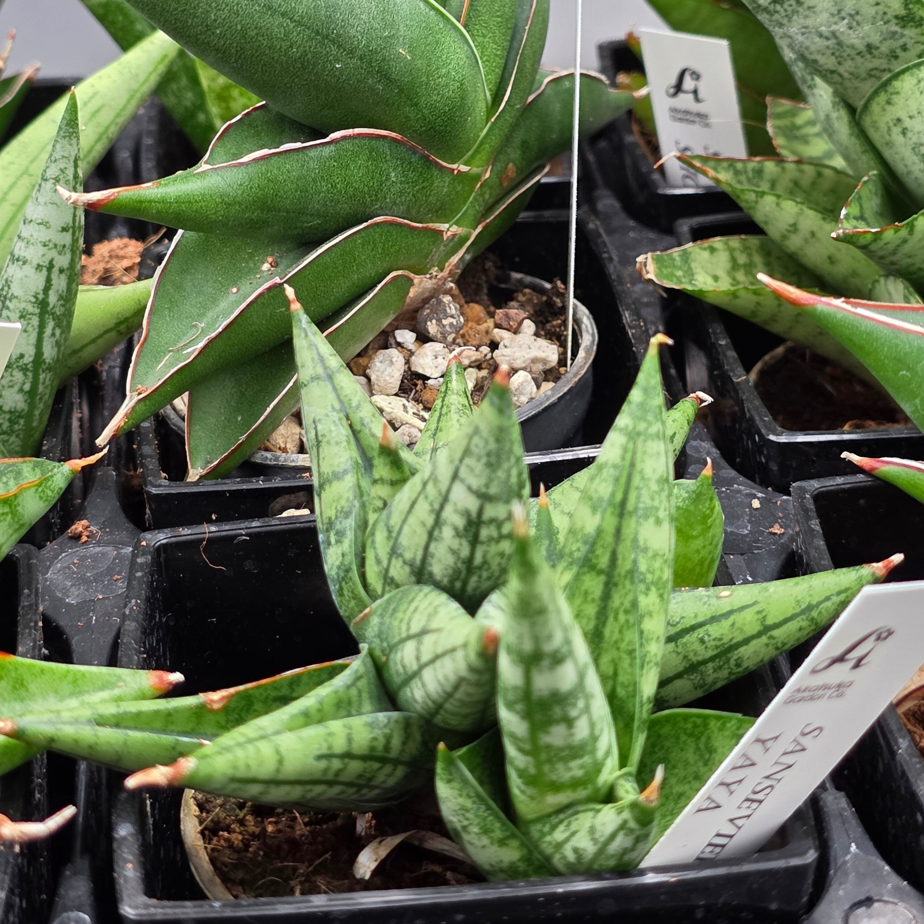 サンスベリア 希少種12品種アソートセット | BRIDGE GARDEN