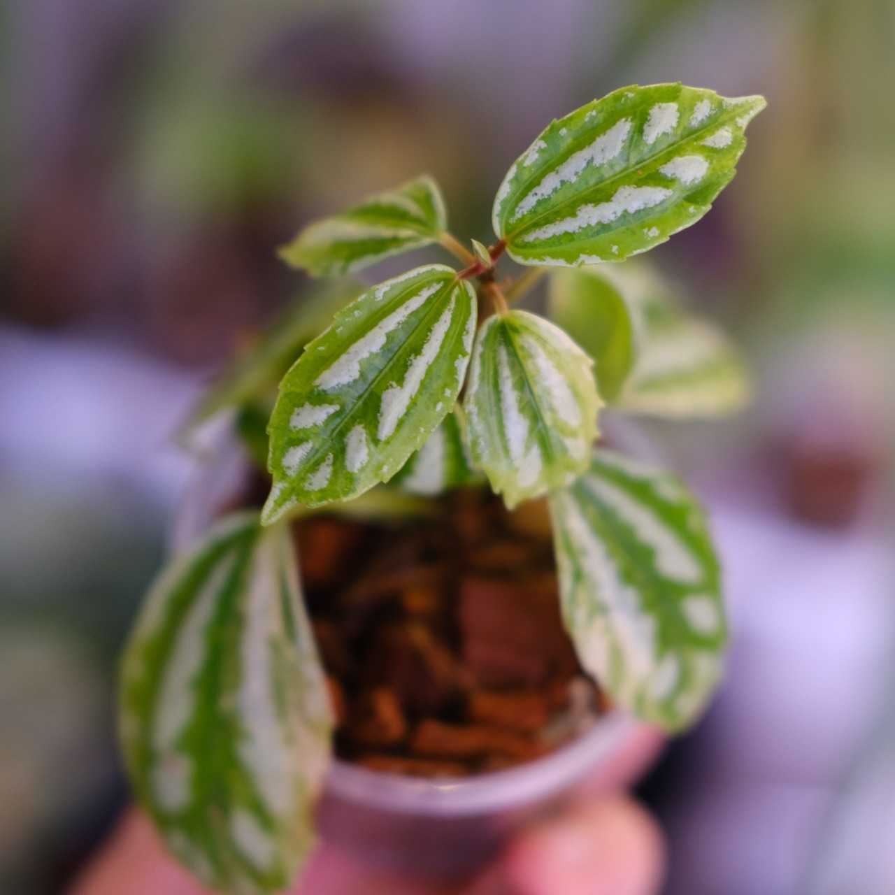 Pilea cadierei variegated③│ピレア カディエレイ 斑入│観葉植物