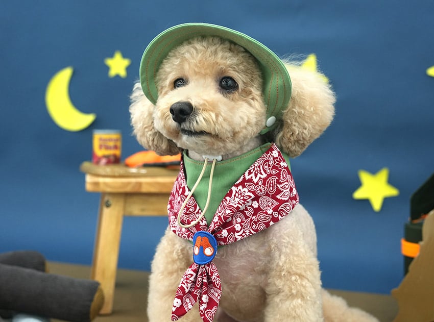 outdoor scarf & hat set 2color / 犬用 帽子 ケープ バンダナ cape スカーフ アクセサリー ドッグウェア ペット用 cap 被り物 お揃い 撮影会 インスタ映え 小型犬 お出かけ キャップハット ban20