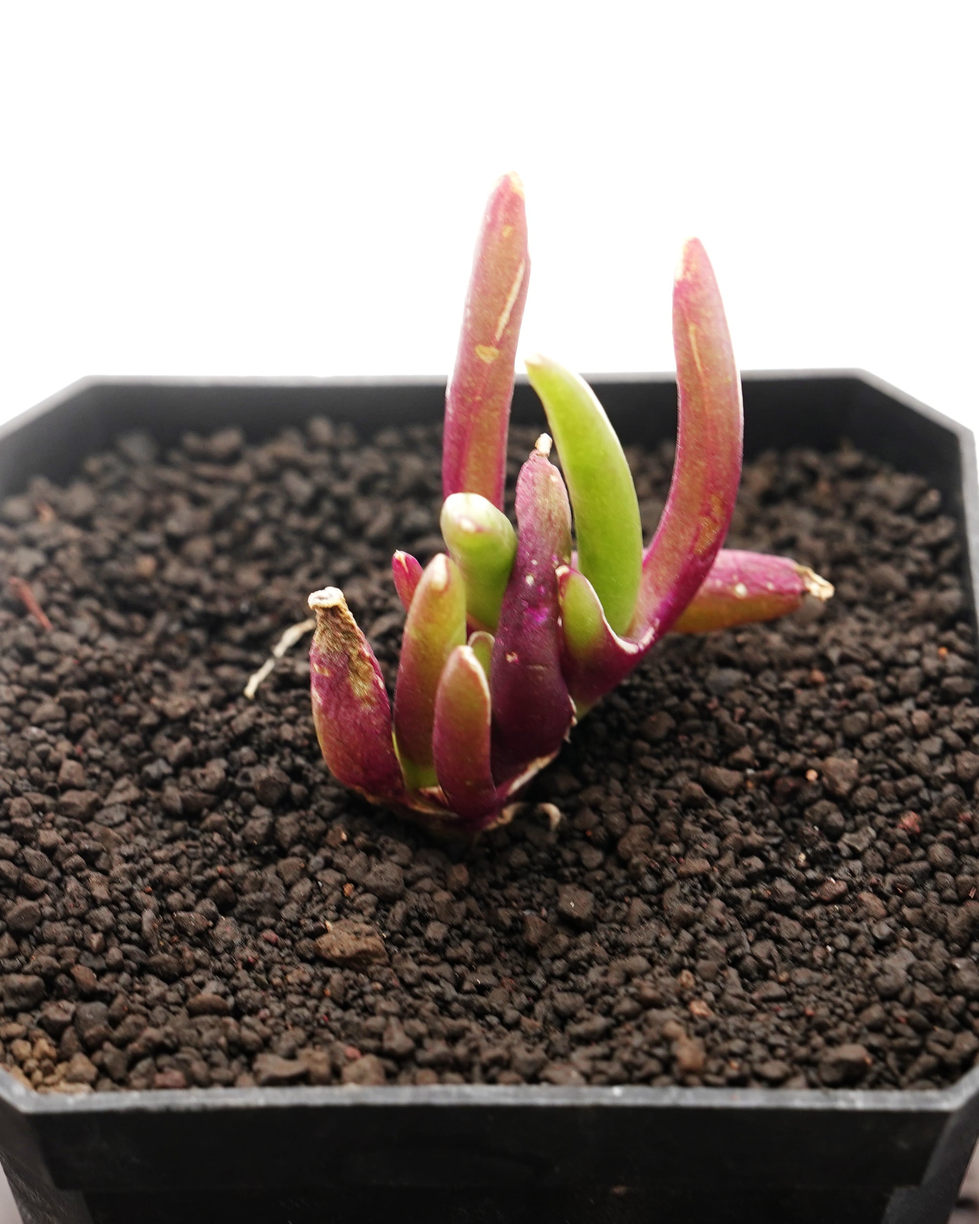 レア種・新品種 | PUKUBOOK SUCCULENTS