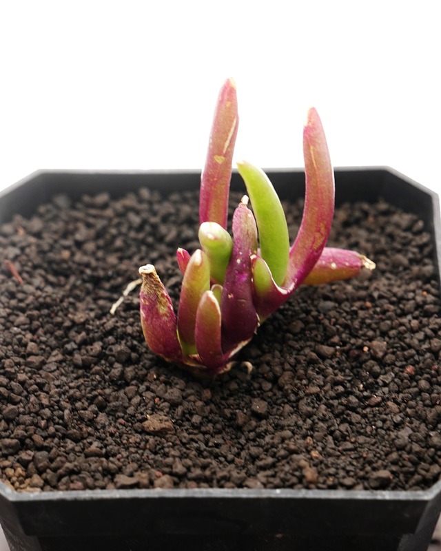 カット苗 グロッチフィルム 新妖 Glottiphyllum peersii