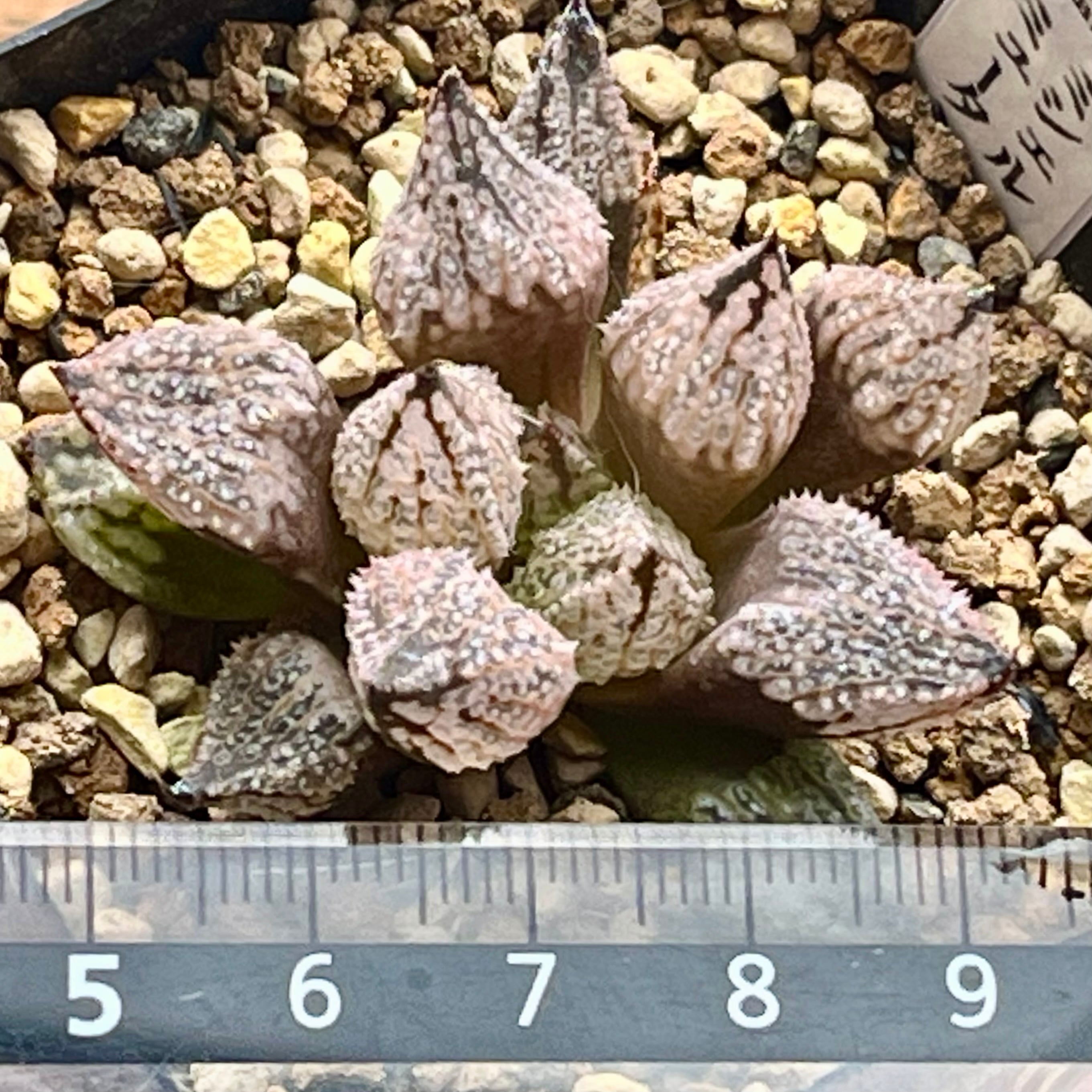 ハオルチア ミッシェルミュータント 6株セット ハオルチア ミシェルミュータント | mocono_plants