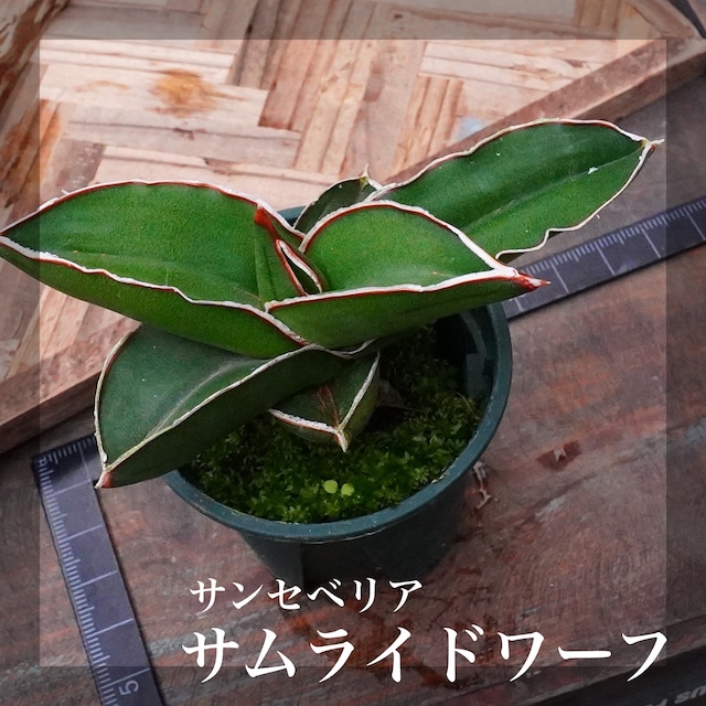 【サムライドワーフ 2】サンスベリア　希少　ワイルド