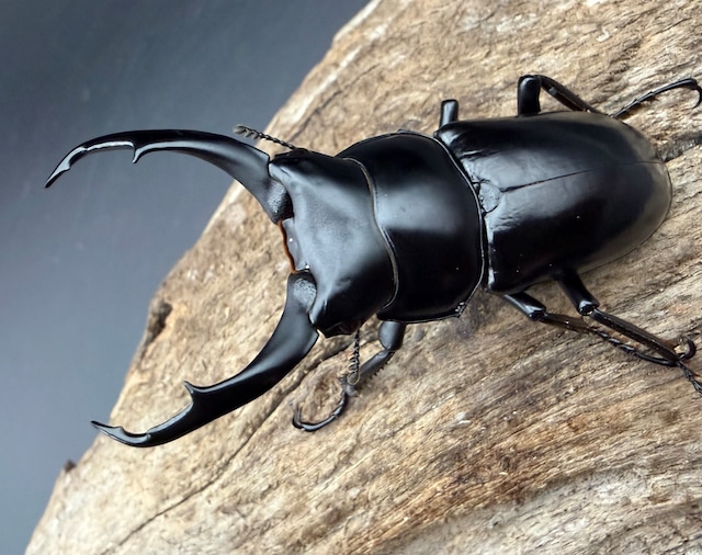 【WD】《ネパレンシス ssp. メトク産 58mm ♂♀♀トリオ》 【WD】《ネパレンシス ssp. メトク産 58mm ♂♀♀トリオ》