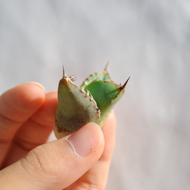 アガベ チタノタ ライトリー ホワイト ソーン セレクション No.10