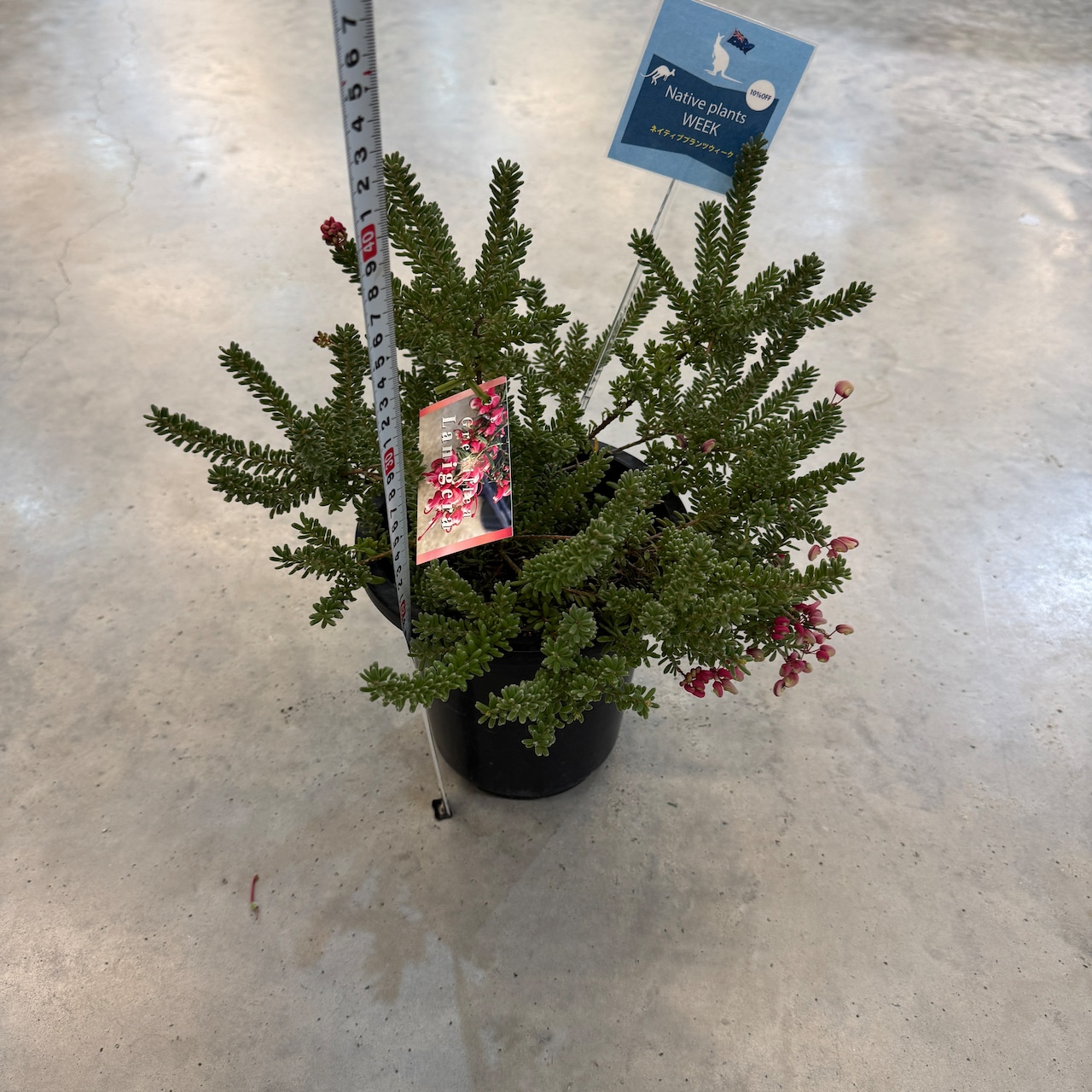 グレビレア ラニゲラ【645】