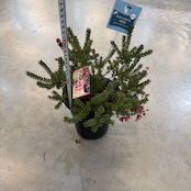 グレビレア ラニゲラ【645】