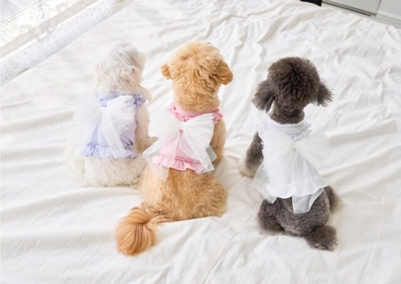 即納【MYLITTLEDOG】Soda Top (white)