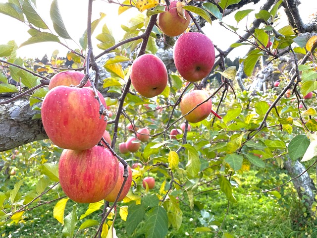 馬糞たい肥で育てたUMAPPLE5kg ※馬用