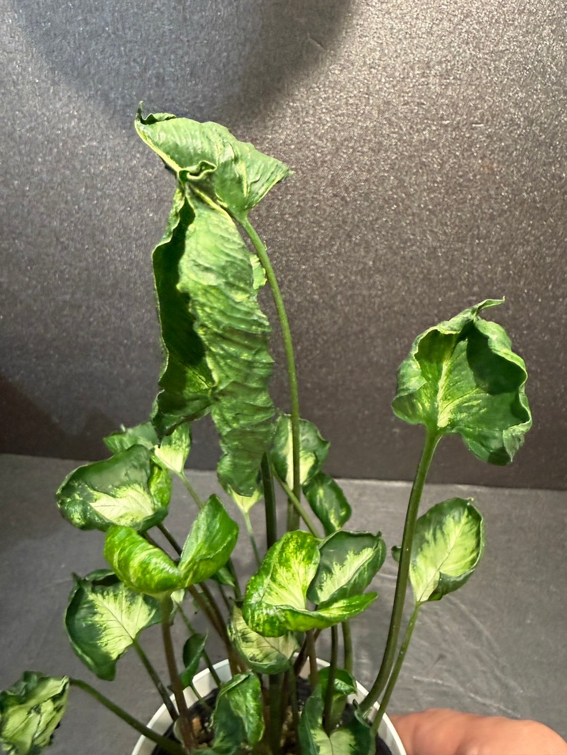 シンゴニウム・ゴジラ 4号 | 観葉植物と雑貨のお店 VIVAGREEN