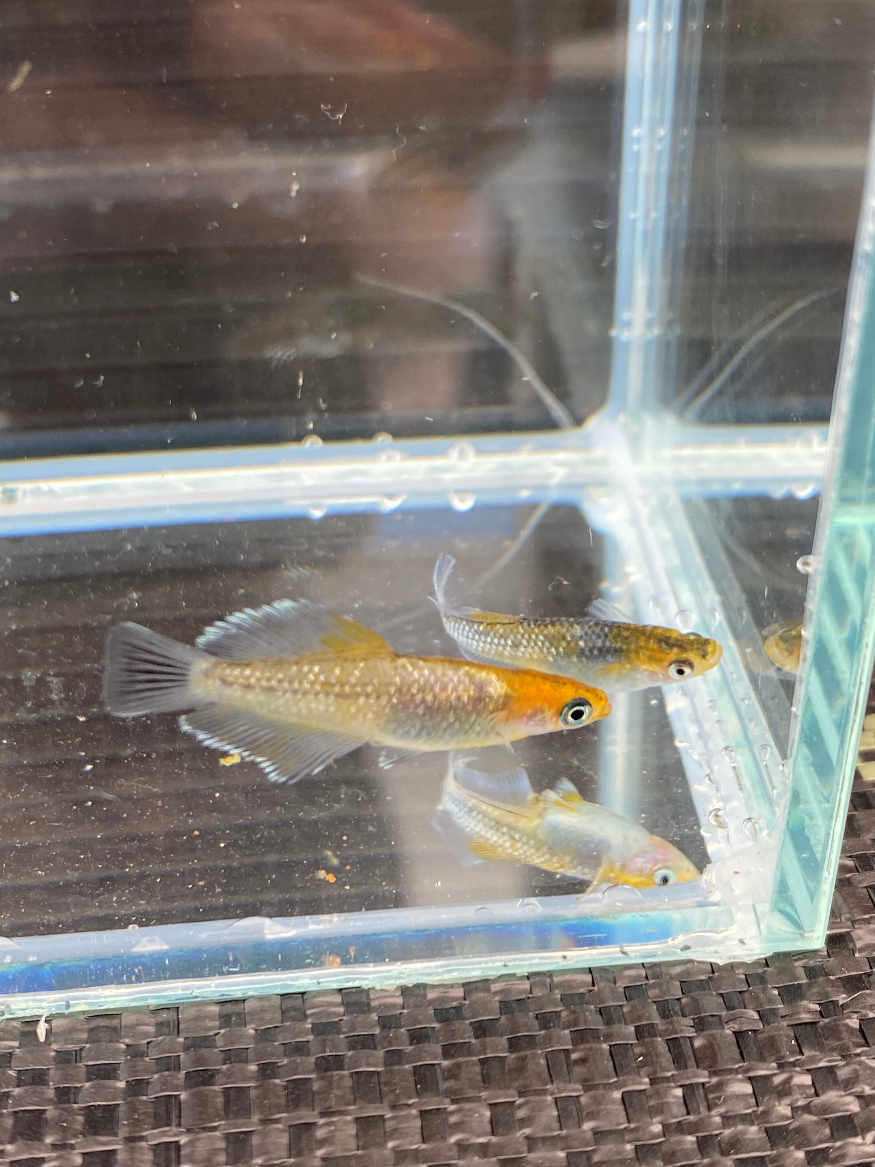 リ 観賞魚用フード ッチB 2kg メダカ グッピー 針子 幼魚 金魚 らんちゅう