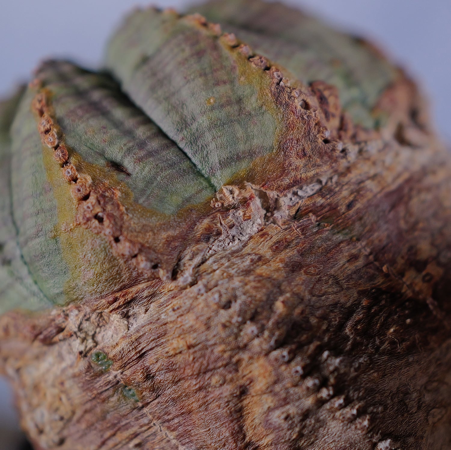 オス株【超厳選株】超大株 最大幅 約14.3cm ダブルヘッド ラギット