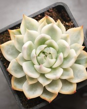 【PREMIUM】 鉢植え  エケベリア チワワエンシス錦 陰陽 全周斑化【1本限定】 Echeveria chihuahuaensis 'Yin Yang Variegated'