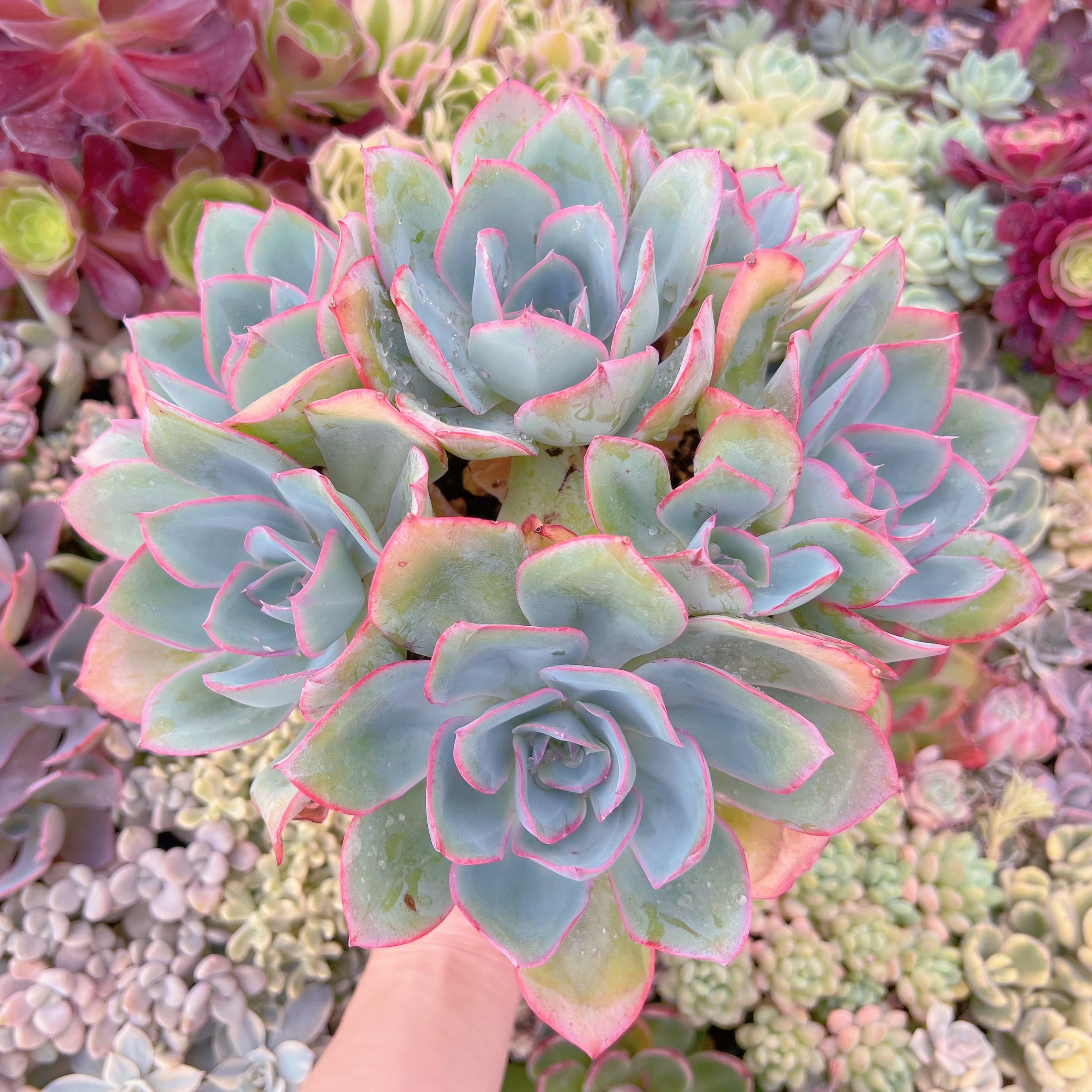 現品　ブルーライト#640　特特大群生　るる農園